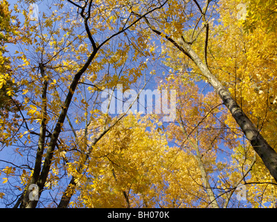 Bitternut hickory (carya cordiformis) Foto Stock