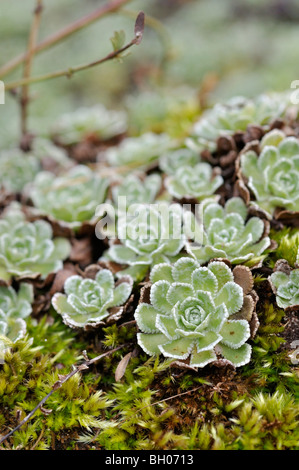 Montagna bianca sassifraga (Saxifraga paniculata) Foto Stock