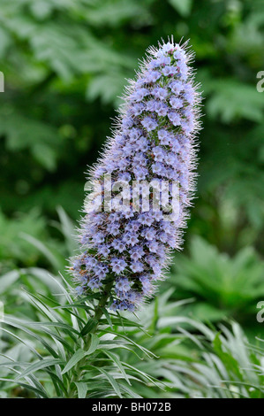 L'orgoglio di Madeira (echium candicans) Foto Stock