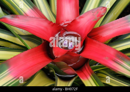 Neoregelia carolinae 'tricolore' Foto Stock