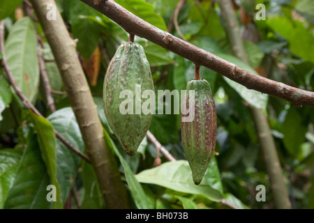 Il cacao Cialde appeso sulla struttura ad albero Foto Stock