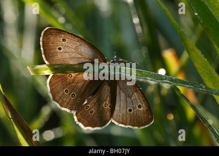 Ringlet Butterfly (Aphantopus hyperantus), Adulto, retroilluminato, poggiante su erba, Warwickshire, Inghilterra, Luglio Foto Stock