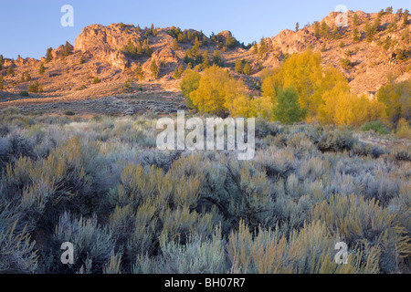 Mountain bike sui Hartman rocce Recreation Area sentieri, Gunnison, Colorado. (Modello rilasciato) Foto Stock