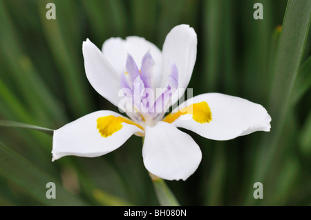 Fairy iris (dietes grandiflora) Foto Stock