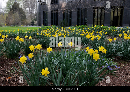 I narcisi selvatici (Narcissus pseudonarcissus) al presidente federale dell'ufficio, Berlino, Germania Foto Stock