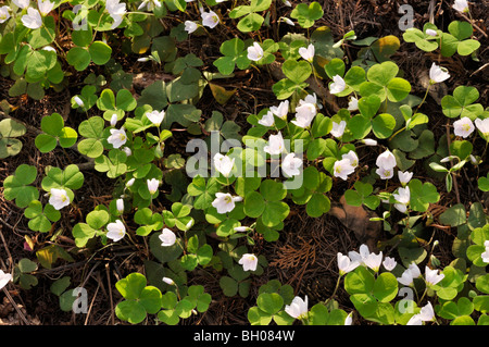 Legno comune acetosella (oxalis acetosella) Foto Stock