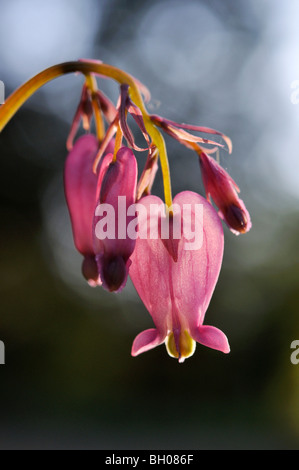 Orlata spurgo cuore (dicentra eximia) Foto Stock