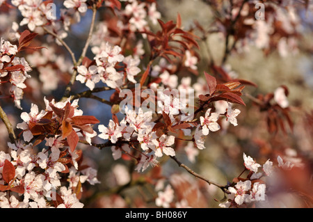 Cherry Plum (prunus cerasifera) Foto Stock