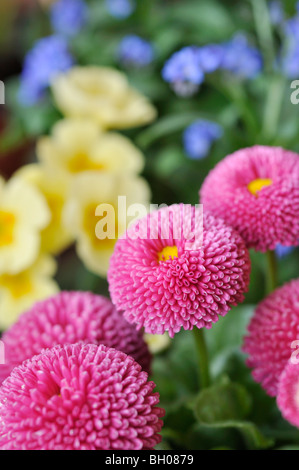Comune (a margherita bellis perennis) Foto Stock