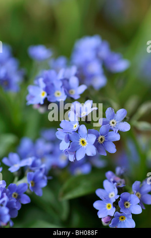 Dimenticare me not (myosotis) Foto Stock