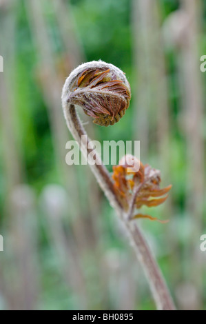 Royal (felce Osmunda regalis) Foto Stock