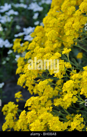 Golden alyssum (aurinia saxatilis syn. alyssum saxatile) Foto Stock