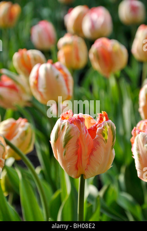 Parrot tulip (tulipa albicocca parrot) Foto Stock