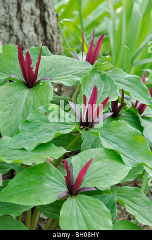 Giant trillium (trillium chloropetalum) Foto Stock