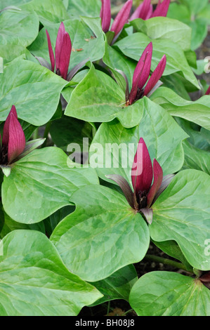 Giant trillium (trillium chloropetalum) Foto Stock