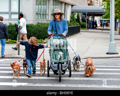 Un professionista dog walker gestisce sette pooches come lei attraversa la Quinta Avenue a Manhattan, NY City. Un cane ha preso il suo figlio il p Foto Stock