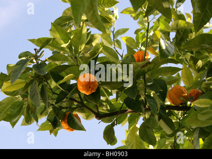 Arancia amara, noto anche come Siviglia arancione, arancia acida, Bigarade Orange, e marmellata arancione, Citrus aurantium, Rutacee Foto Stock