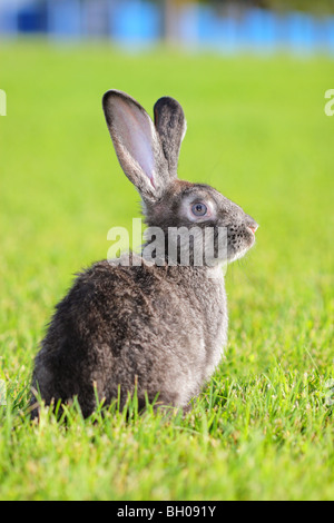 Grigio scuro coniglio giacente in un prato Foto Stock