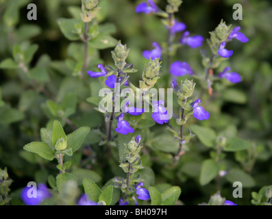 Blue Oak Salvia, Germander Sage, messicano Blue Sage, Salvia chamaedryoides, Lippenblütler (Lamiaceae), a nord est del Messico Foto Stock