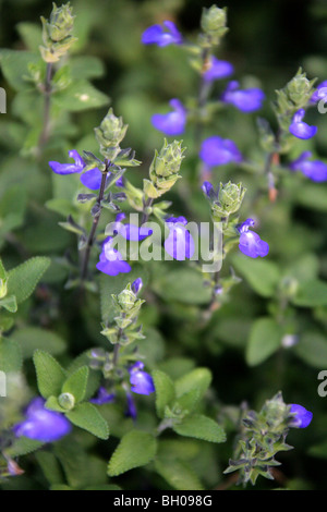 Blue Oak Salvia, Germander Sage, messicano Blue Sage, Salvia chamaedryoides, Lippenblütler (Lamiaceae), a nord est del Messico Foto Stock