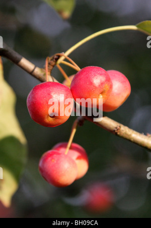 Siberian Crab Apple, Malus baccata, Rosaceae, Asia orientale, Nord Cina centrale. Prodotti commestibili di rosso e di giallo di frutta. Foto Stock