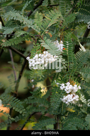 Un Cinese Rowan o Monte Ceneri, Sorbus koehneana, Rosaceae, Sud Cina Centrale, Asia. Frutta, bacche. Foto Stock