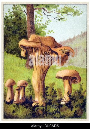 Fungo golden chanterelle Foto Stock