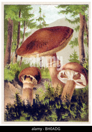 Grevilles Bolete, larice Bolete, bovina o fungo Bolete fungo Foto Stock