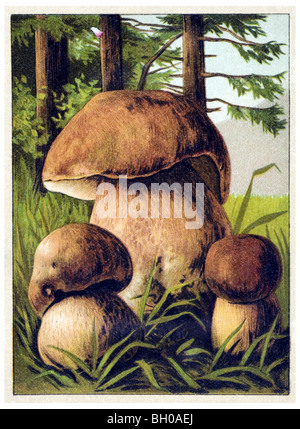Boletus edulis, porcini, cep fungo fungo Foto Stock