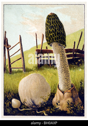 Comune di funghi stinkhorn toadstool, fungo Foto Stock