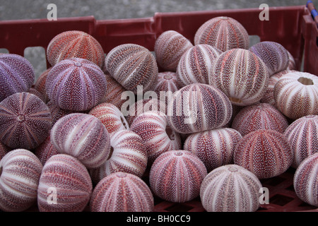 Ricci di mare conchiglie Foto Stock