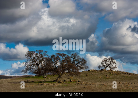 Alberi di quercia in California centrale pedemontana tra vivacemente colorato lichen coperto le rocce lungo l'autostrada 132 nei pressi de La Grange Foto Stock