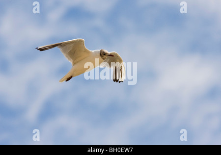 Testa nera gabbiano in volo Foto Stock