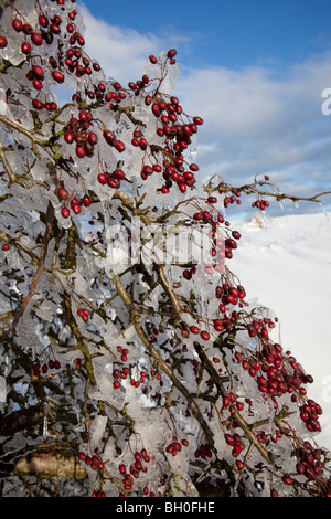 Bacche di biancospino coperto di ghiaccio in inverno Wales UK Foto Stock