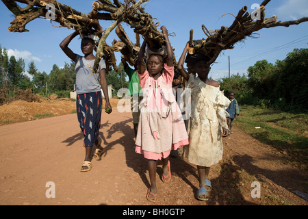Bambini haul legna da ardere fuori della Kakamega Forest Riserve nel Kenya occidentale. Foto Stock
