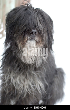 Bouvier des Flandres Foto Stock