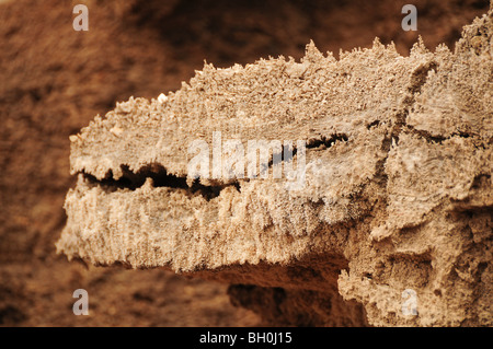 Israele e il Mar Morto fino in prossimità di una formazione di sale causata dall'evaporazione dell'acqua la formazione assomiglia a un coccodrillo Foto Stock