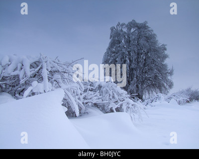 Condizioni meteorologiche estreme - inverno - brina e gelo vetrato Foto Stock