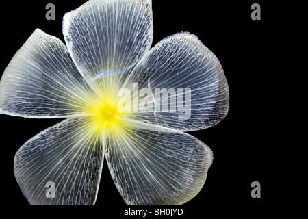 Bianco fiore di frangipani Foto Stock