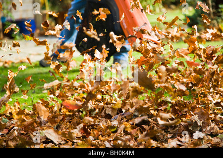 Una raffica di foglie creato da un uomo che utilizza una combinazione di soffiatori di fogliame e vac per soffiare foglie dal giardino prato. In Inghilterra. Regno Unito. Foto Stock