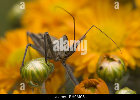 'Ruota Bug su mamma impianto. Foto Stock