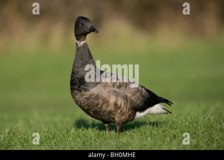 Brent Goose Branta bernicla Farlington paludi, Portsmouth Foto Stock