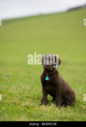 Il cioccolato Labrador cane singolo giovane maschio in un campo Portasham Foto Stock