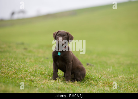 Il cioccolato Labrador cane singolo giovane maschio in un campo Portasham Foto Stock