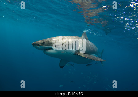 Il grande squalo bianco, Carcharodon carcharias, Isole Neptune, South Australia, Australia. Foto Stock