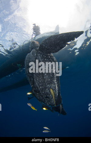 Catturate la Tartaruga Liuto, Dermochelys coriacea, Kei Kecil (poco Kai Island), parte delle isole Molucche, Indonesia. Foto Stock