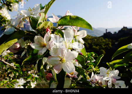 Apple Blossom in primavera, castello Firmiano, frutticoltura, Alto Adige, Italia Foto Stock