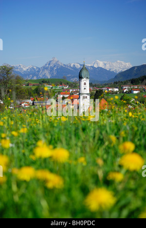 Vista sul prato con dente di leone a Nesselwang, Allgaeu, Svevia, Baviera, Germania Foto Stock