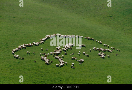 Gregge di pecore a feed, Creta, Toscana, Italia, Europa Foto Stock