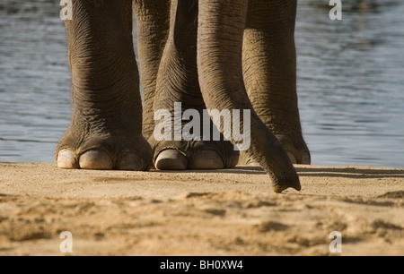 Indian (asiatico) Elefante Foto Stock